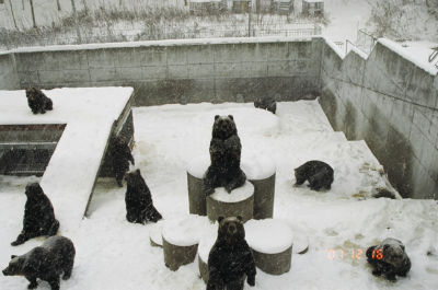 熊の飼育区画